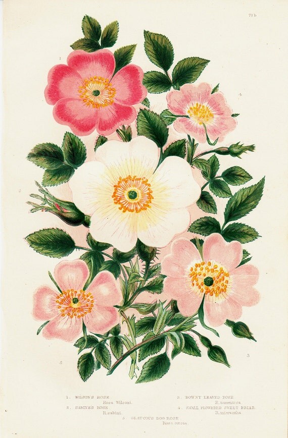 1872 Antique FLOWER print chromolithograph of a white and