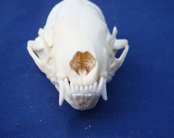 Skunk skull A - grade real bone teeth part jaws