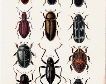 1902 BEETLES Original antique Beetle print. Coleopters, entomology.