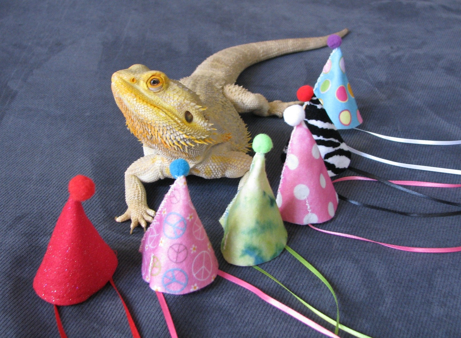Birthday Hats for Bearded Dragons One size by PamperedBeardies