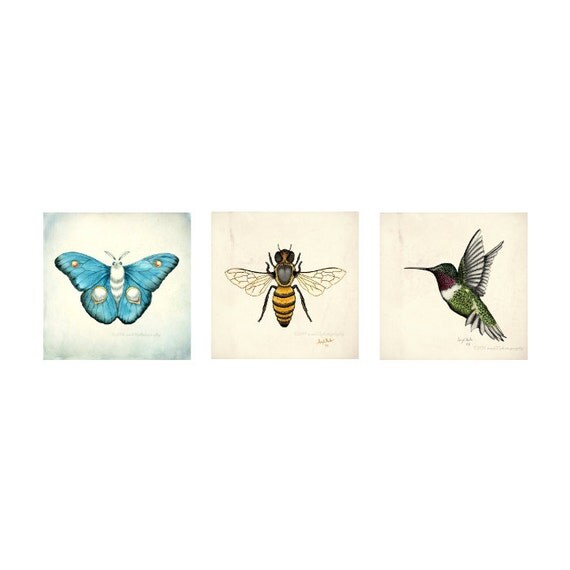 bee hummingbird for sale images bee hummingbird for sale images