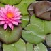 mothersgift