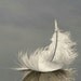 FaeryFeathers