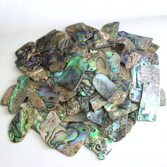 Genuine Paua Abalone Shell Pieces Over 70 Drilled Natural