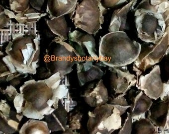 10 Moringa Seeds