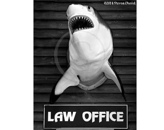 Lawyer Art Law Office Attorney at Law Shark Humor