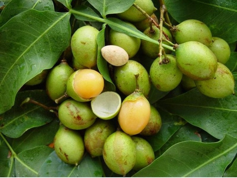 Spanish lime tree seeds Quenepa mamoncillo by ToBeUniqueJewelrys