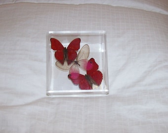 Real Clearwing Center Butterfly with Two Vibrant Blood Red Accents
