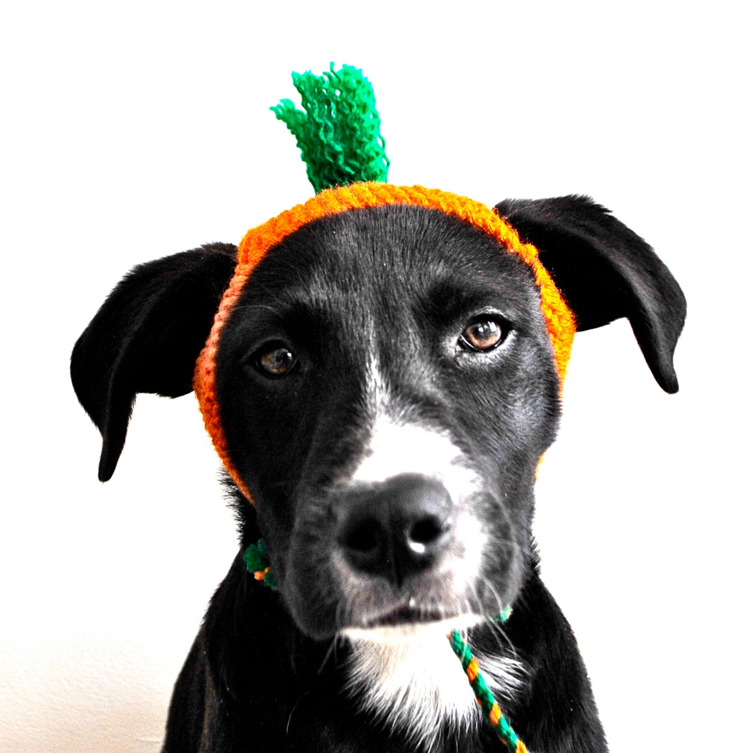 Dog Carrot Costume
 Carrot Costume for Dogs Custom Sizing Hand Knit Dog Hat