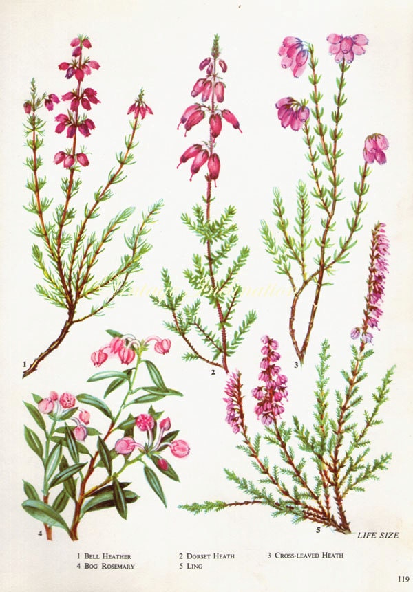 HERBS BOG ROSEMARY Vintage Botanical Print Antique plant