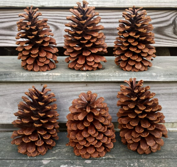 PINE CONES Set of 6 Extra Large Virginia Pinecones for Crafts Wreaths