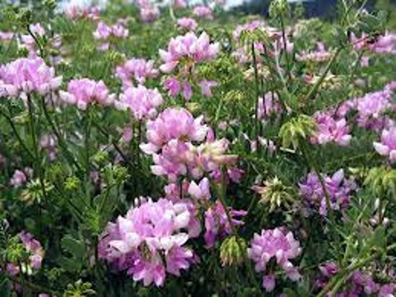 100 Heirloom Penngift Crown Vetch perennial Seeds by C81400
