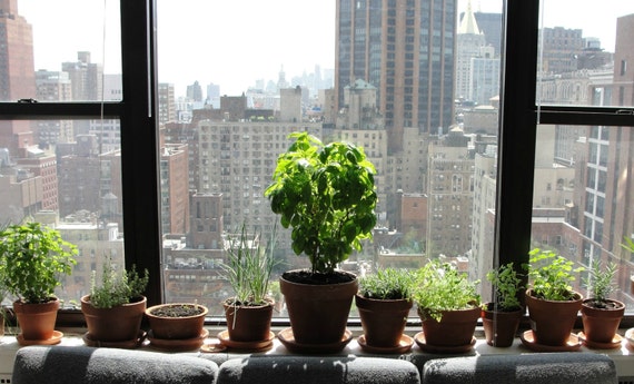 Windowsill Herb Garden Collection