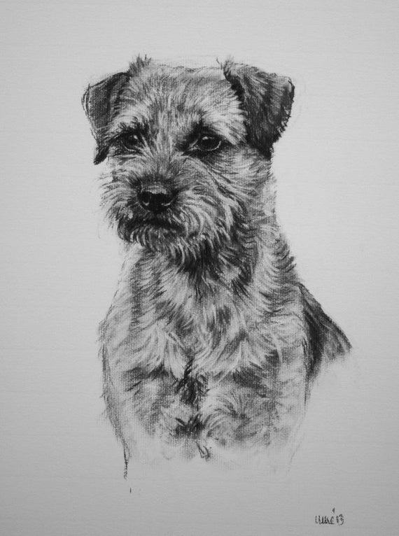 Border Terrier dog art dog print fine art Limited Edition