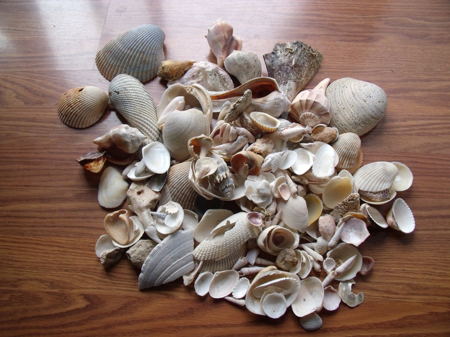 Lot Of 5 Pounds Worth Of Sea Shells Various Colors And Shapes