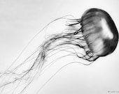 Black and White Photography - jellyfish long tail underwater photography jellyfish art print  20x30 large wall art 16x20 wall decor 8x10 art Black and White Photography - jellyfish long tail underwater photography jellyfish art print  20x30 large wall art 16x20 wall decor 8x10 art