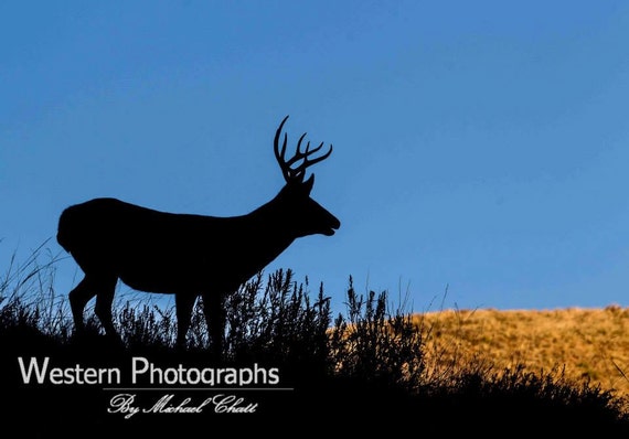 Mule Deer Silhouette by WesternPhotographs on Etsy