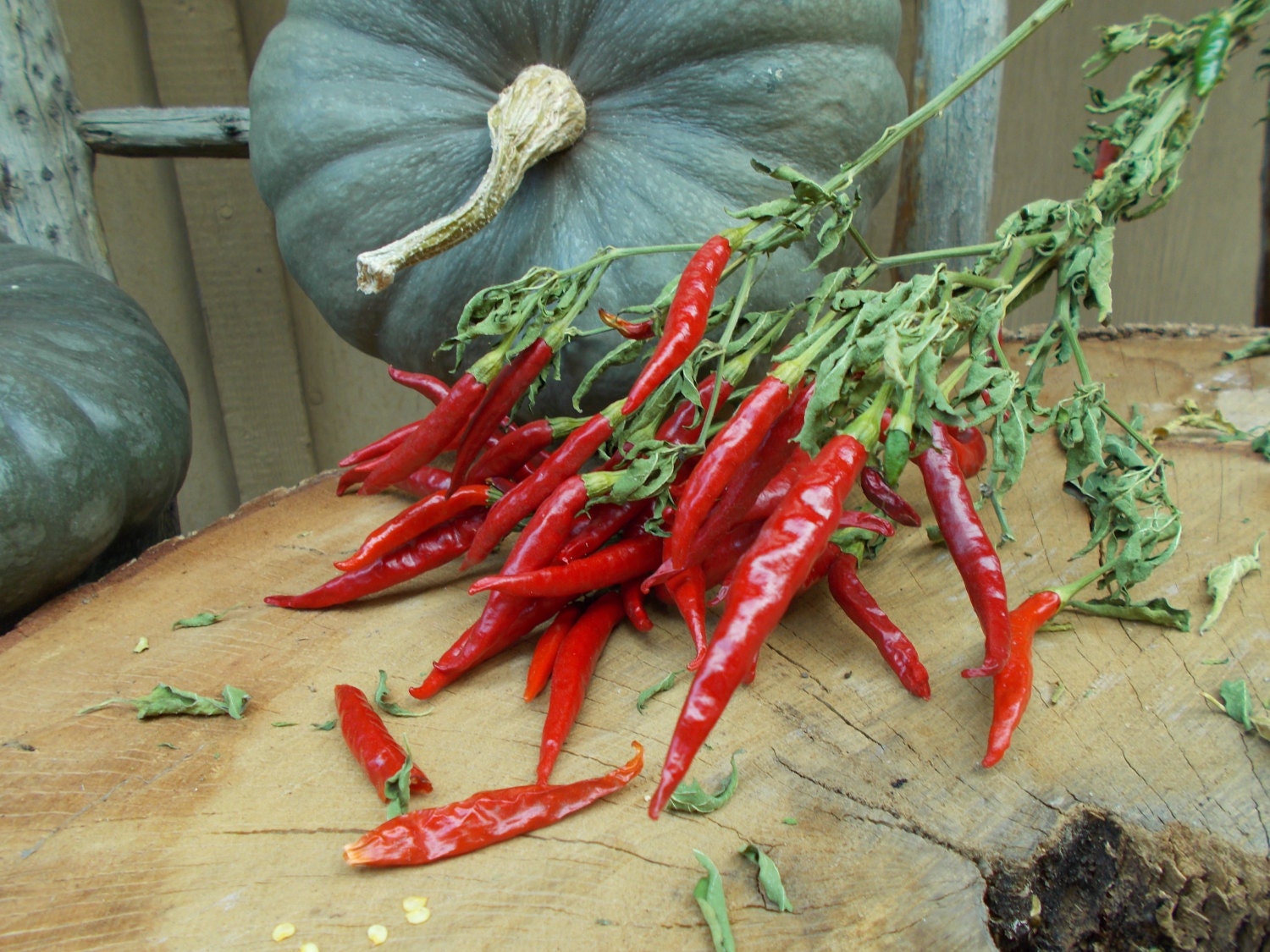 Red Hot Chili Pepper Rooster Spur chilli pepper chili pepper
