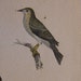 Alexander Wilson H/C Antique Bird Print Hawk Warblers