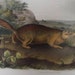 Antique Audubon Print Quad Parry's Marmot Squirrel No 2 Plate IX Litho 1851