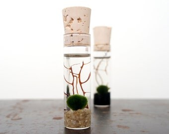 Mini Marimo Moss Ball Terrarium