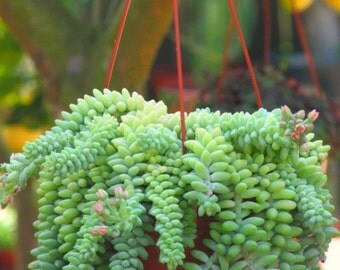 Sedum Donkey Tail Succulent Plant