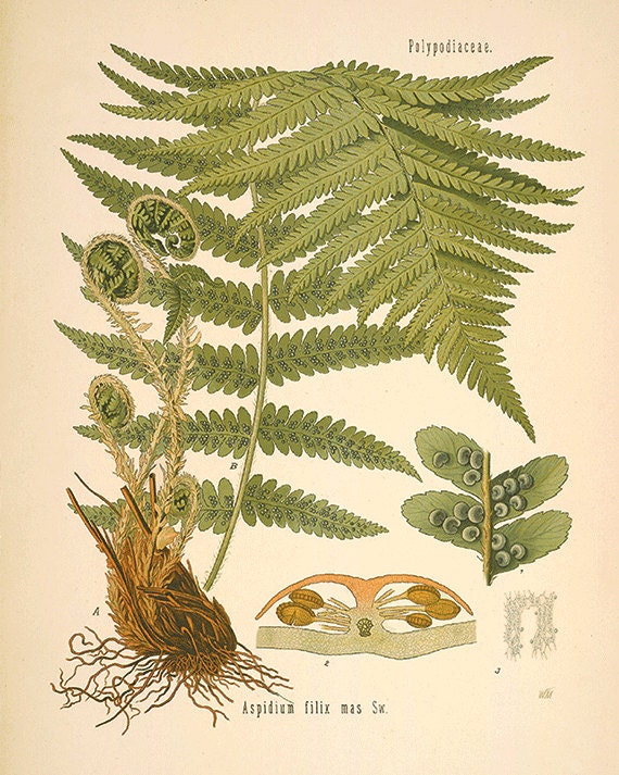 Fern art antique fern print botanical art prints Vintage