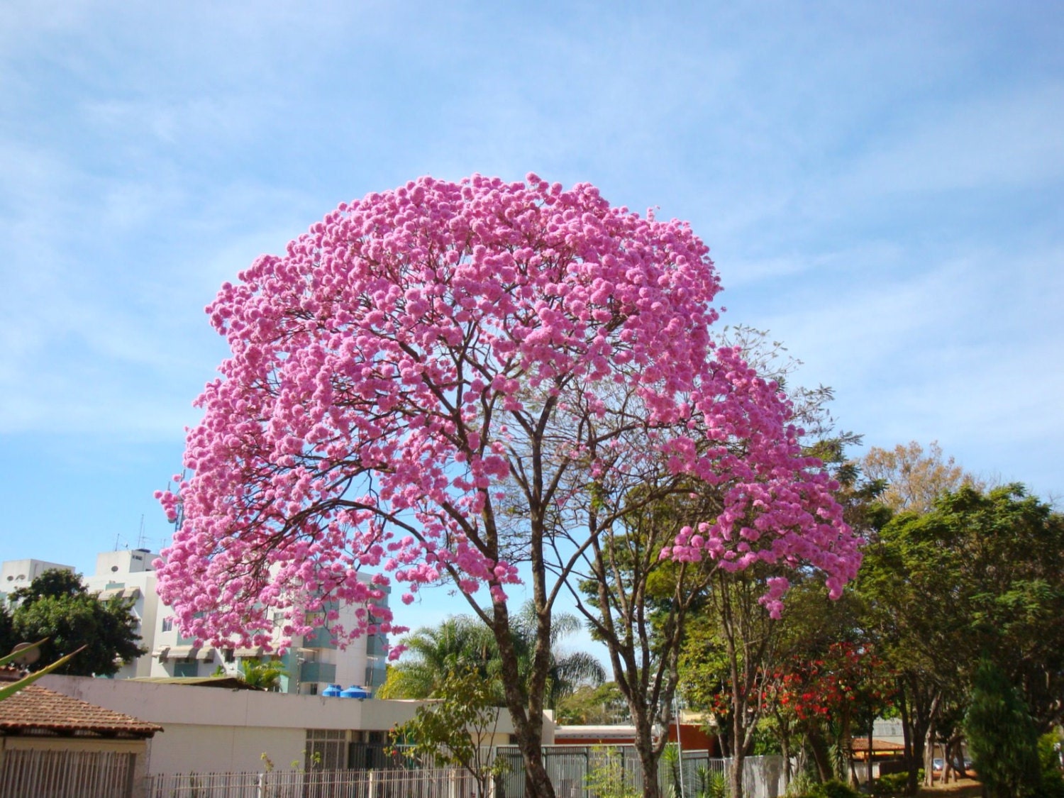 25 Tabebuia avellanedae seeds Pink trumpet by simbalovesfriends