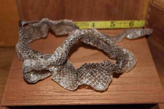 Dusky Rattle Snake Shed Skin Venomous Snake Shed Skin 24