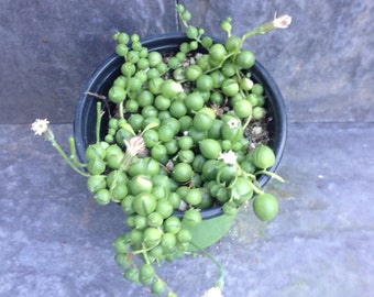 Succulent String of Pearls Plant