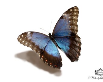 Blue Morpho Butterfly, 3d Butterfly tattoo, WickedlyLovely skin art temporary tattoo (available in different sizes)