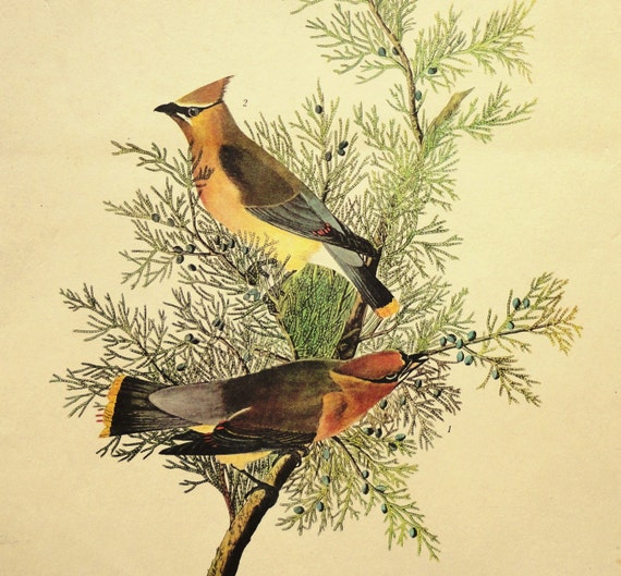 Audubon Reproduction Print Cedar Bird 1960's