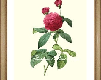 Roses Print No.4. Botanical Prints. Vintage Rose Print. Roses. Antique Roses Art. 8x10" 11x14"