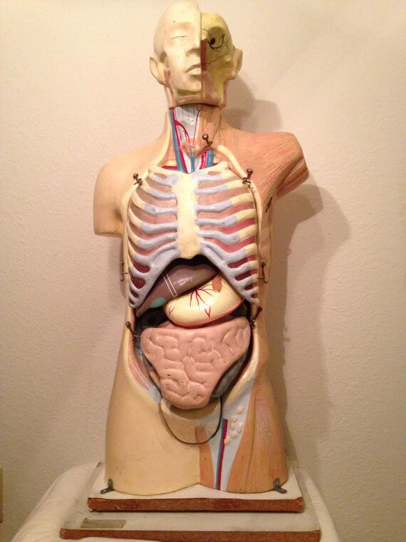 Large Vintage Anatomical Torso Model with Removable Organs