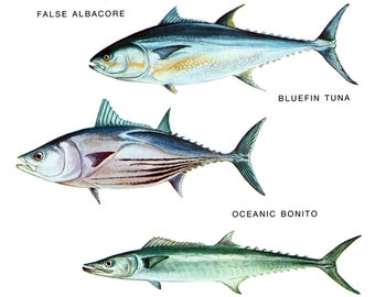 Saltwater Fish Classification Poster, False Albacore, Bluefin Tuna ...