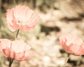 Poppies, Wall Art, Flowers, Poppies, Pink, Orange