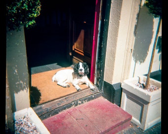 England Cocker Spaniel Dog Photography, Cute Animal Print, Holga Film Photograph, English Pub