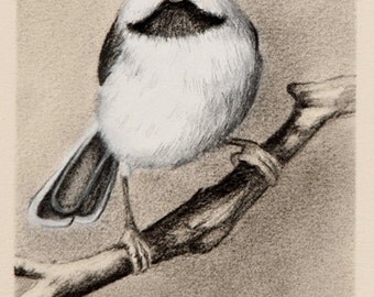 Woodpecker Art Pencil Drawing Bird Art Original Artwork