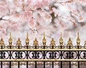 Cherry Blossoms in Paris -  Spring Paris Photograph, French Home Decor, Large Wall Art,