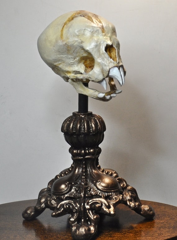 https://www.etsy.com/listing/108908151/nosferatu-fetal-skull-display?ref=favs_view_21&atr_uid=13225884