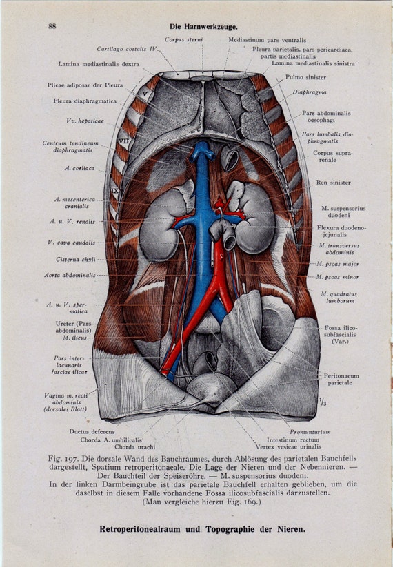 Items similar to Vintage Medical Page Anatomical Diagram ...