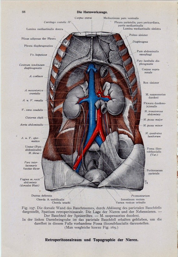 Body Parts Diagram / Diagram showing different parts of the body