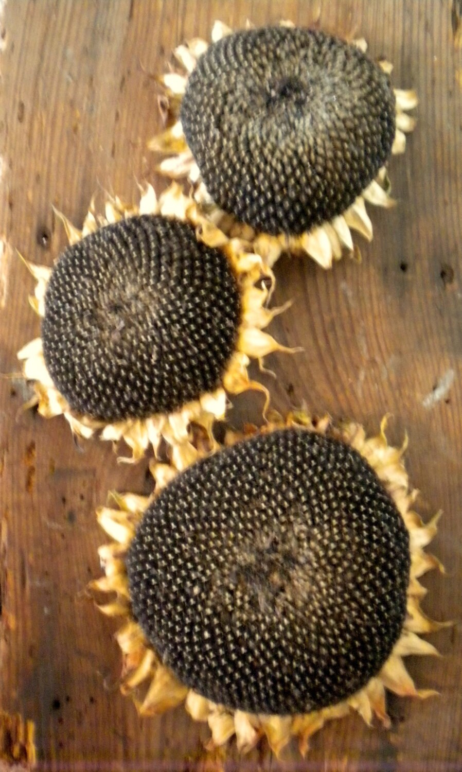 Dried Sunflower Heads