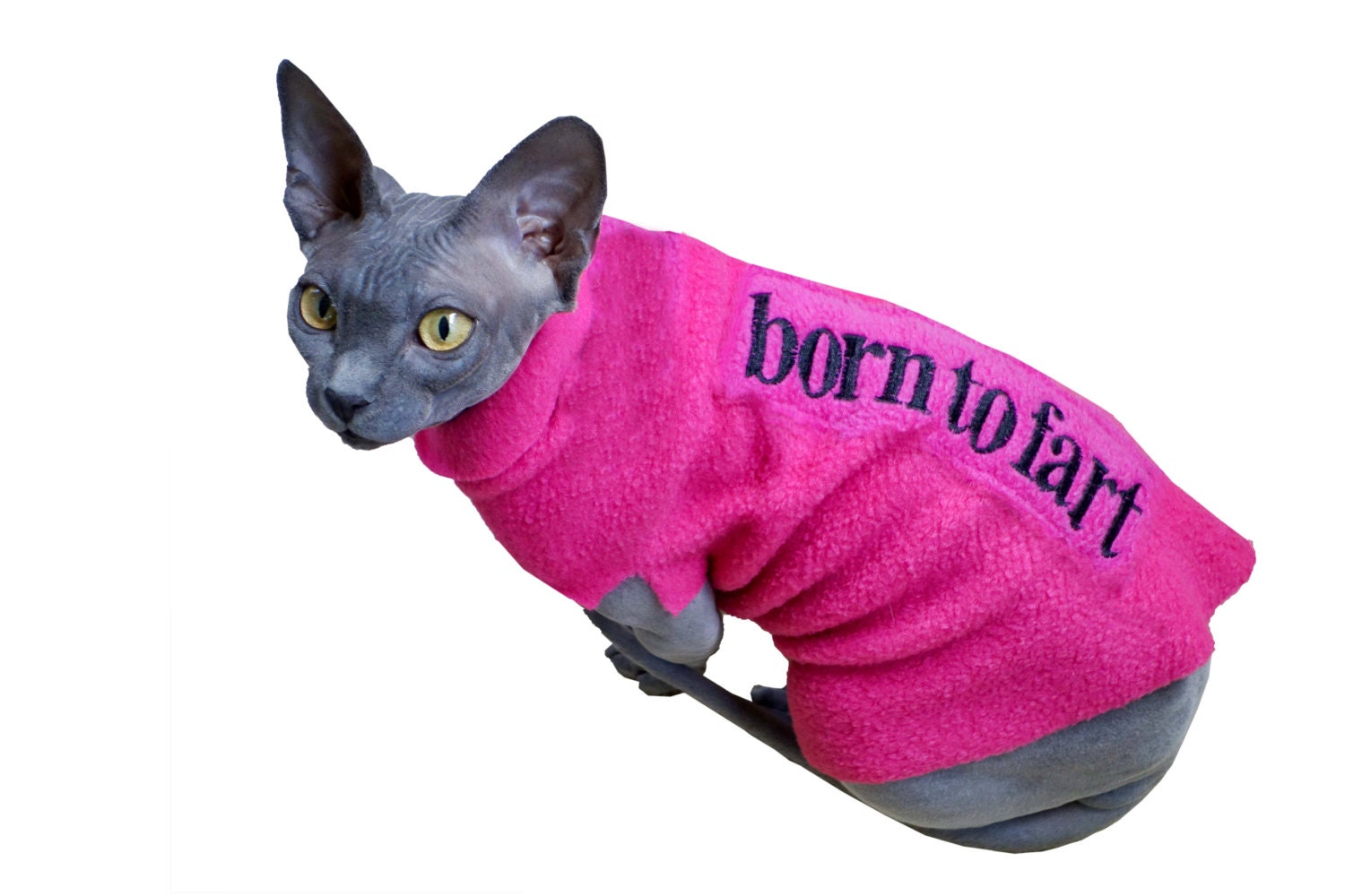 Image result for Hairless Cat Clothes