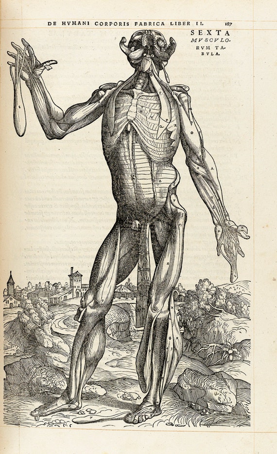 Andreas Vesalius Muscle Man Vi 1543 Giclee Fine Art Print 7772