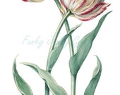 TULIPS! Shabby Chic Flower Art ~ Cottage Chic Tulip Art Print ~ Antique Vintage Pink White ~ 2 Variations Included ~ Digital Graphics ~ (P)