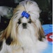 YorkTzu