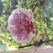 corianderlemongrass
