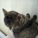 gigameat