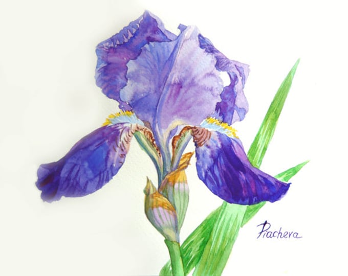 Iris with Dark Blue Petals 23 x 17 cm, Watercolor Original
